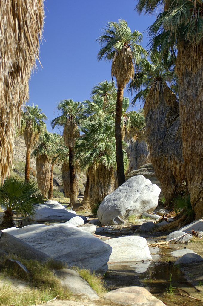 Tahquitz and Indian Canyons Palm Springs